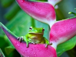 Tree Frog