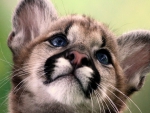 Cougar Cub