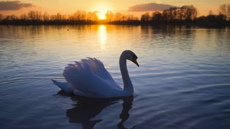 Beautiful Swan - bird, birds, water, pond, swan, beautiful, sunrise, pure, white, sunset, lake