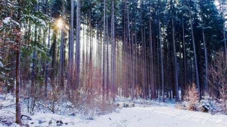 Thin trees - landscape, sunlight, sun, pine, winter, wallpaper, sunset, hd, nature, forest, snow, tree, sunrise, scene