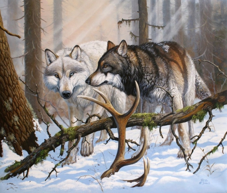 Winter Wolves - predator, wolf, snow, pair, forest