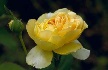 *** Yellow rose *** - nature, yellow, petals, flowers, rose, flower