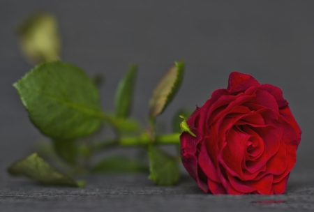 *** Red rose *** - red, flower, rose, flowers, nature