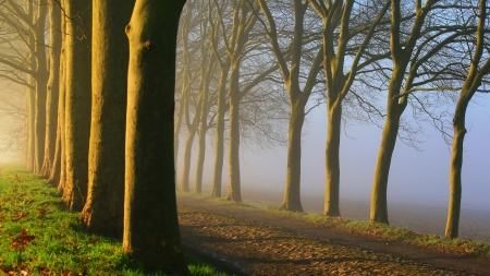 *** Autumn mist *** - autumn, trees, mists, wallpaper, mist, nature, forest, fog, new