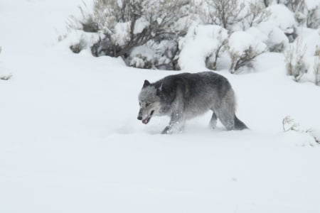 angry wolf - majestic, grey wolf, wolf, nature, abstract, snow, friendship, canine, desktop, arctic