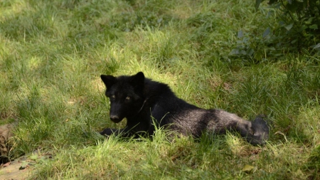 young wolf - friendship, canine, wolf, majestic, arctic, nature, abstract, grey wolf