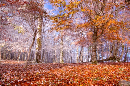 AUTUMN to WINTER - autumn, trees, forest, snow, seasons