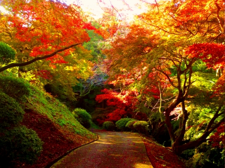 AUTUMN PARK - nature, park, autumn, road