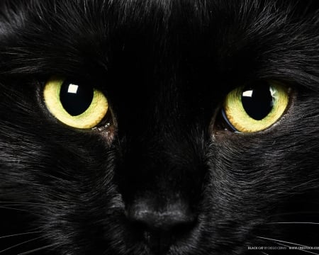 black cat - black cat, wild, eyes, animal, wallpaper