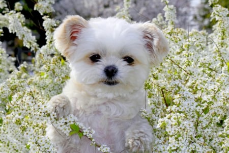 ADORABLE PUPPY - adorable, puppy, Spiraea, garden flowers