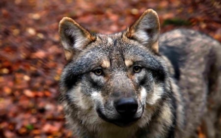 a closer look at you - wolf, nature, abstract, majestic, canine, friendship, arctic, grey wolf