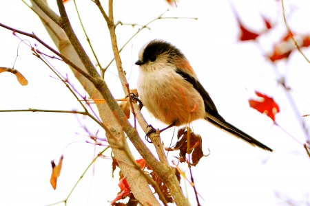 CUTE BIRDIE - bird, cute, tree, branch, autumn