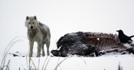 after the kill - majestic, grey wolf, wolf, nature, abstract, kill, canine, friendship, arctic