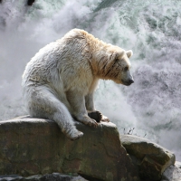 bear at waterfall