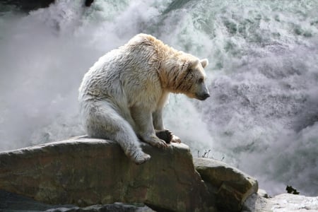 bear at waterfall - bear, polar bear, wallpaper, waterfall, at