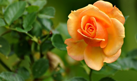 Rose - orange, green, gorgeous, rose