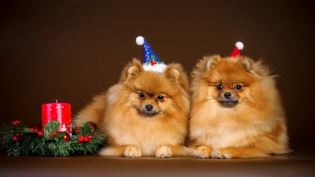 *** Happy New Year *** - animal, dogs, animals, dog