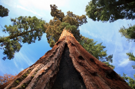 *** Old trees *** - sky, forest, trees, nature, blue