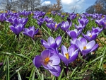 *** Crocuses ***