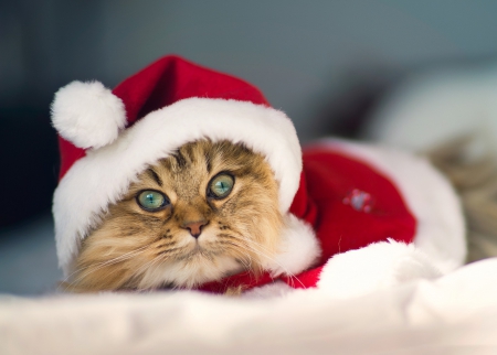 *** Christmas cat *** - cat, cats, animal, animals