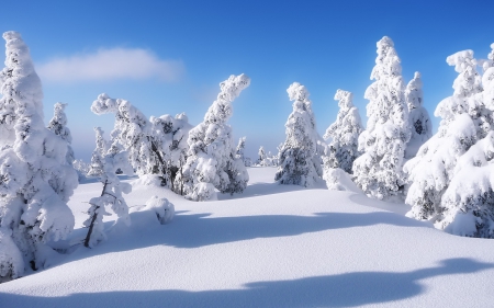 *** Winter *** - white, winter, nature, snow