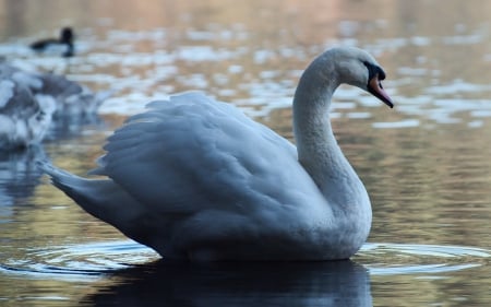 *** White swan *** - swan, animal, animals, bird, birds