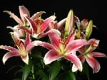 *** Lilies ***