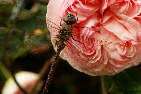 *** Dragonfly *** - animal, bugs, dragonfly, animals