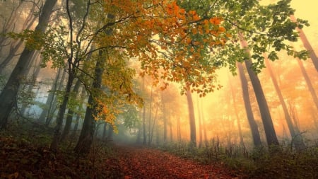 *** Forest mist *** - forest, nature, autumn, mist