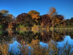 *** Autumn forest ***