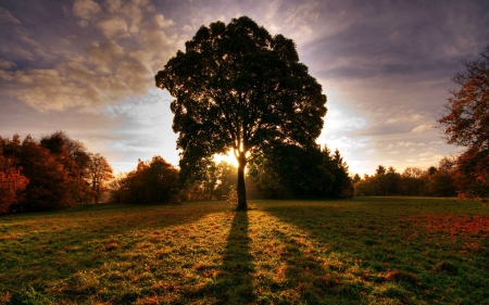 *** Sunset *** - nature, tree, autumn, sunset