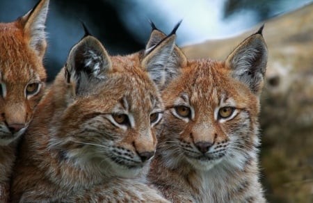 *** Lynx *** - animal, lynx, two, animals