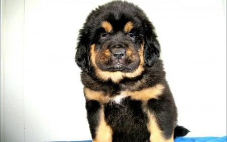 Tibetan Mastiff - big, Tibetan Mastiff, dog, Images, wallpaper