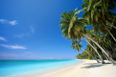 *** Tropikal *** - palms, nature, tropical, beach, ocean