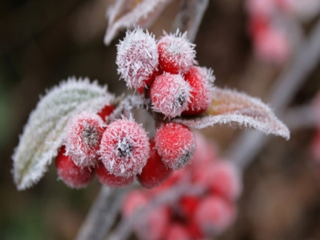 Winter Time - winter, cold, flower, snow