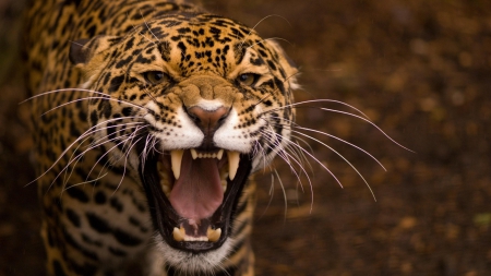 the fierce jaguar - special, fierce, predator, jaguar, the, leopard, photoshop, beautiful, jungle, camaflauge