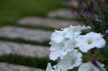 Nature - nature, field, flowers, garden