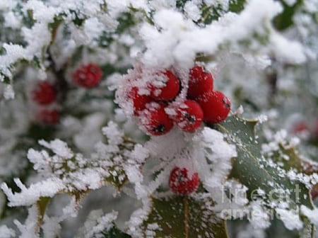 Winter Time - winter, flowers, cold, snow