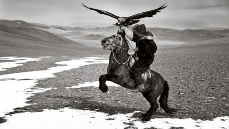 mongolia hawks