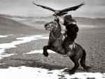 mongolia hawks