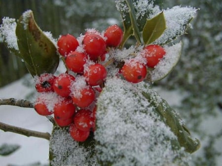 Winter Time - winter, flowers, cold, snow