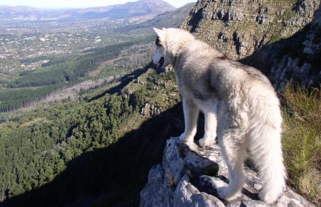 mountain wolf - majestic, grey wolf, wolf, mountain wolf, nature, abstract, canine, friendship, arctic