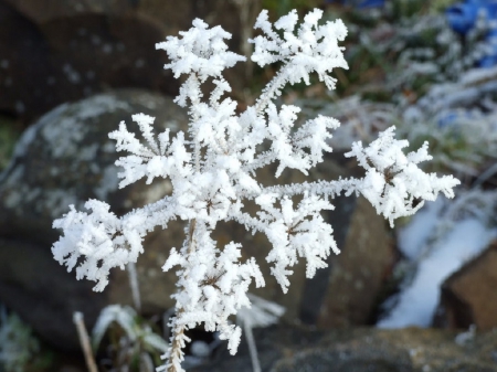 Winter Time - winter, cold, flower, snow