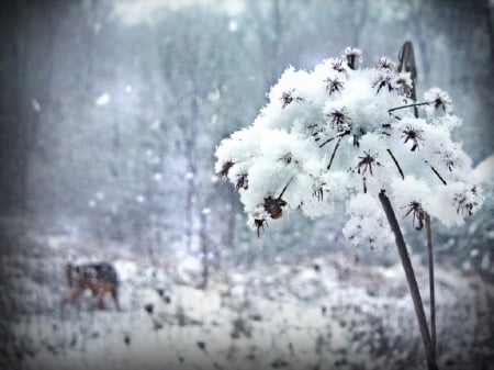 Winter Time - winter, flowers, cold, snow