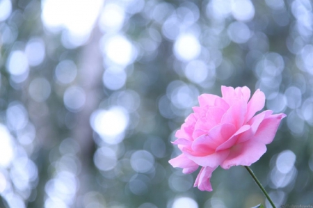 Pink Rose - nature, rose, flower, pink