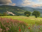 wildflowers on a hillside