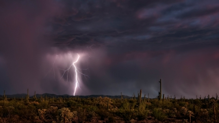 lightning from spectacular clouds over desert - storm, lightning, cacti, clouds, desert