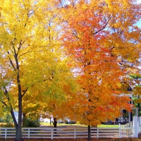 autumn trees with white fence