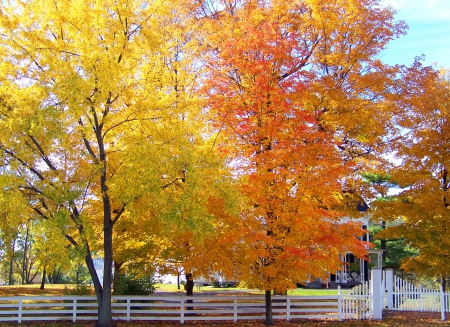 autumn trees with white fence - nature, fence, autumn, trees, forests