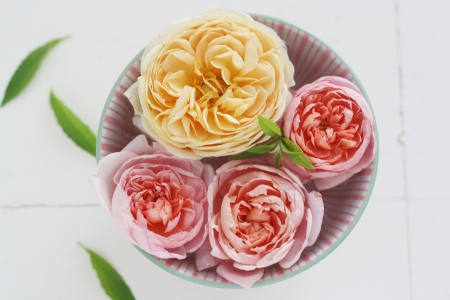 â™¥ Bowl with Roses â™¥ - ceramic, fresh, roses, bowl, pastel, flowers, colors